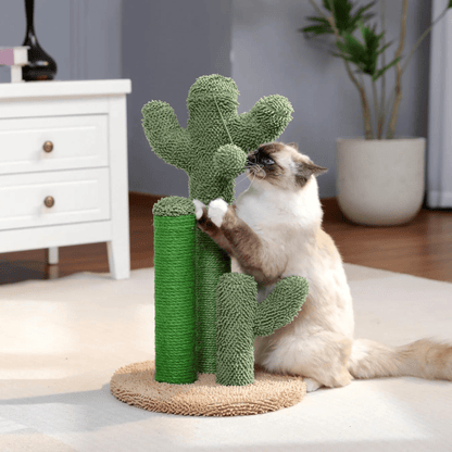 The Scratching Cactus