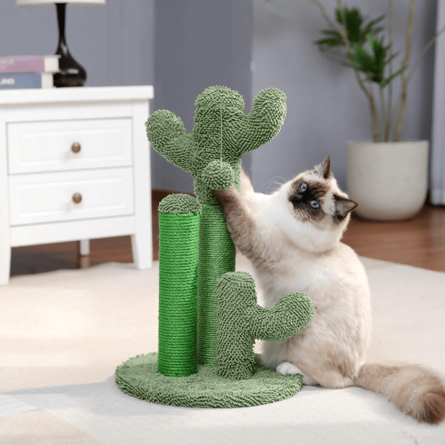 The Scratching Cactus